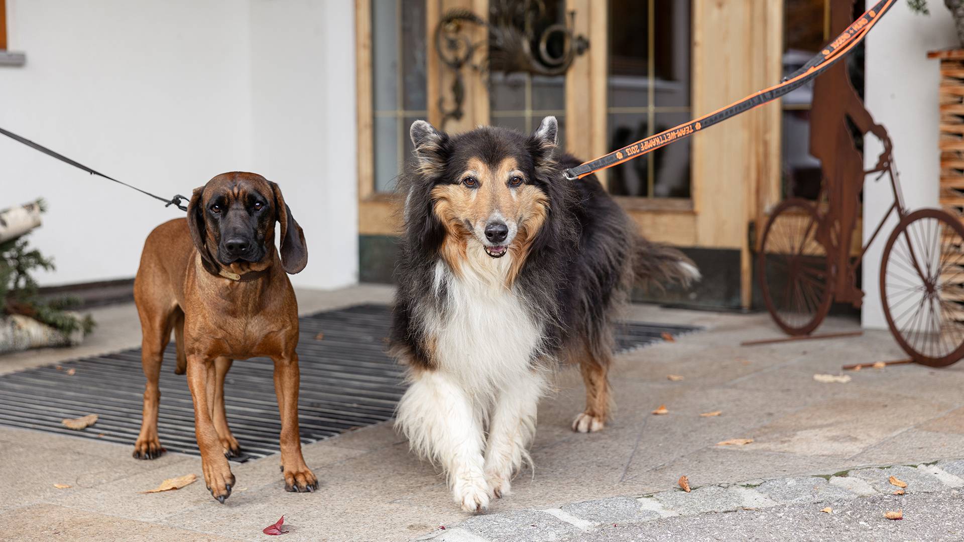 Holiday planning with your dog: Important information - Lechquell Hotel Post