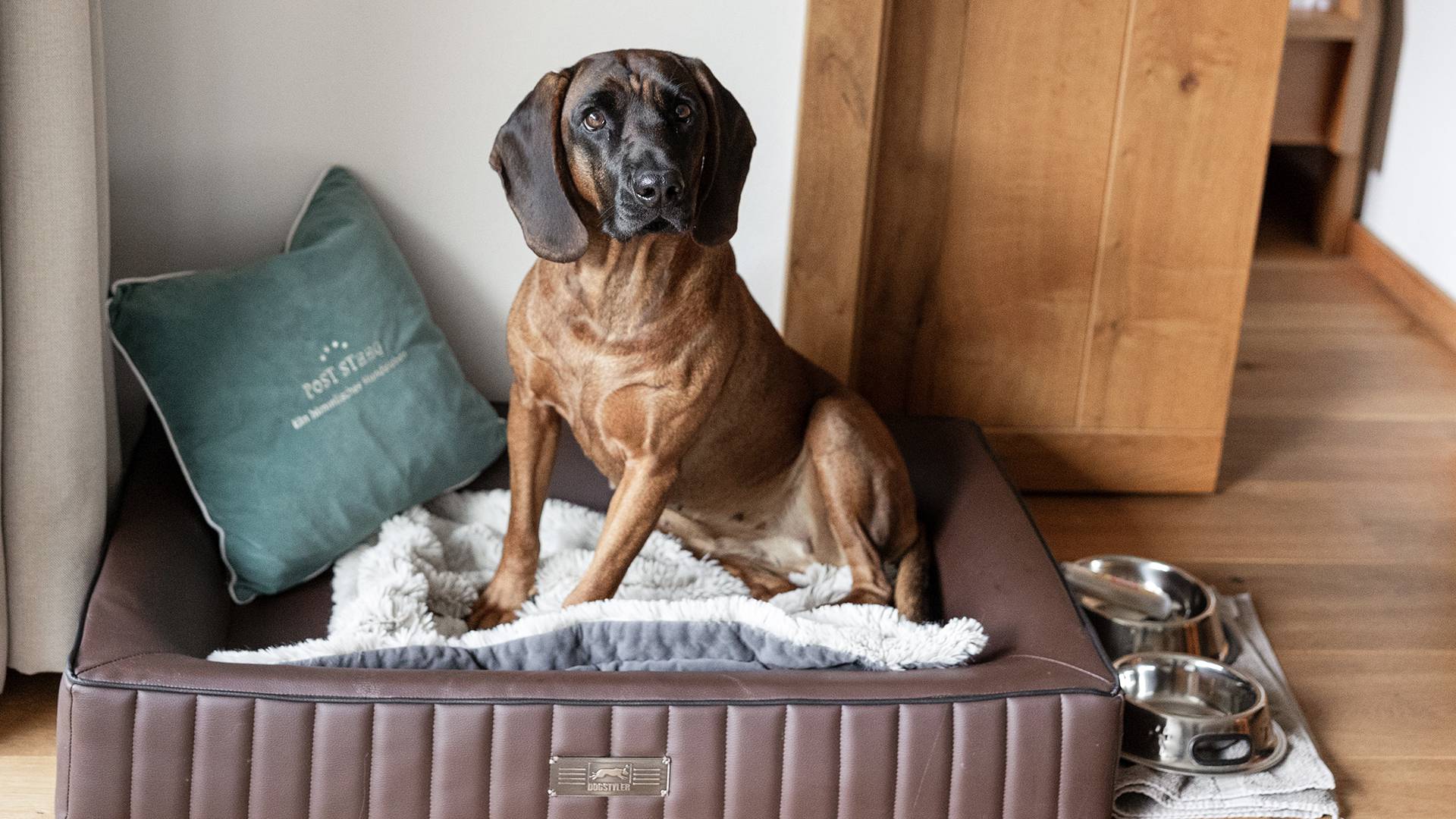 The benefits of a holiday with your dog - Lechquell Hotel Post