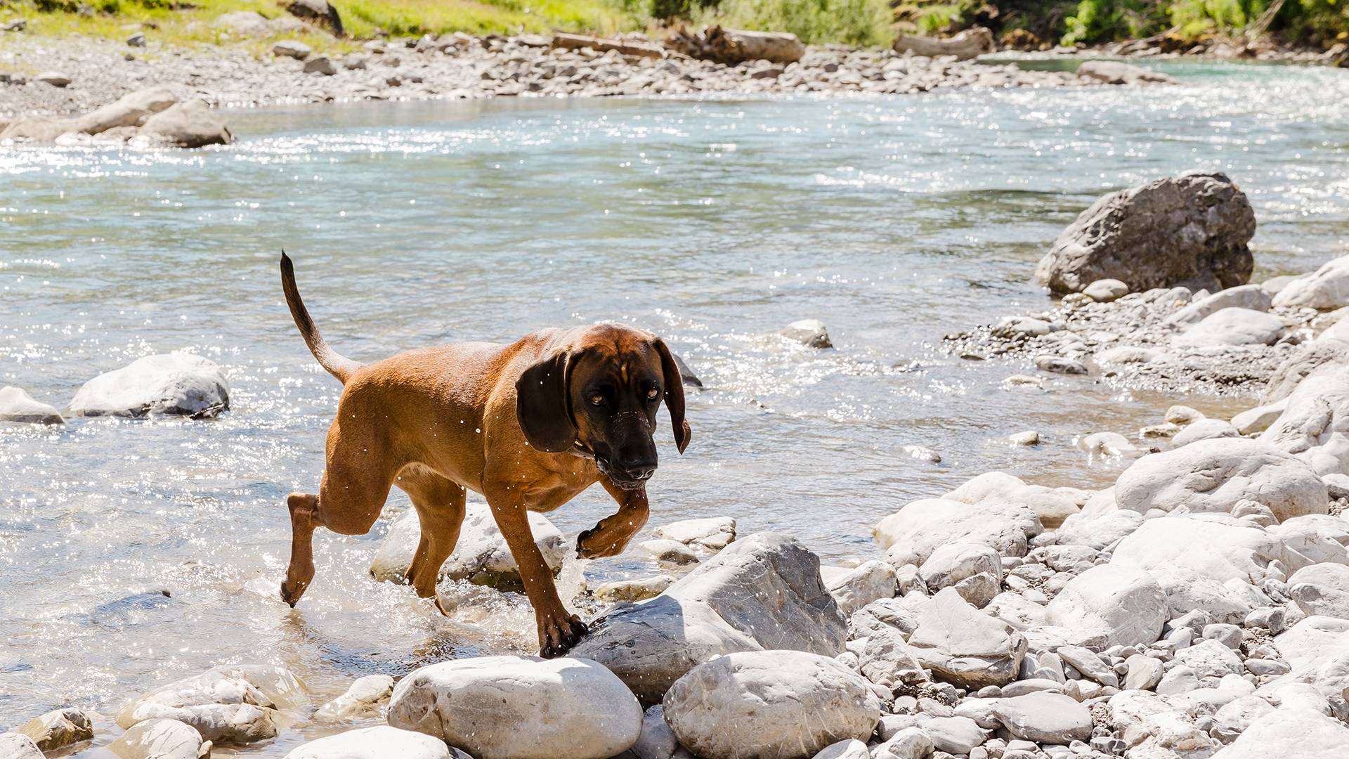 Important information for holidays with your dog: For a relaxing holiday in Tirol - Lechquell Hotel Post