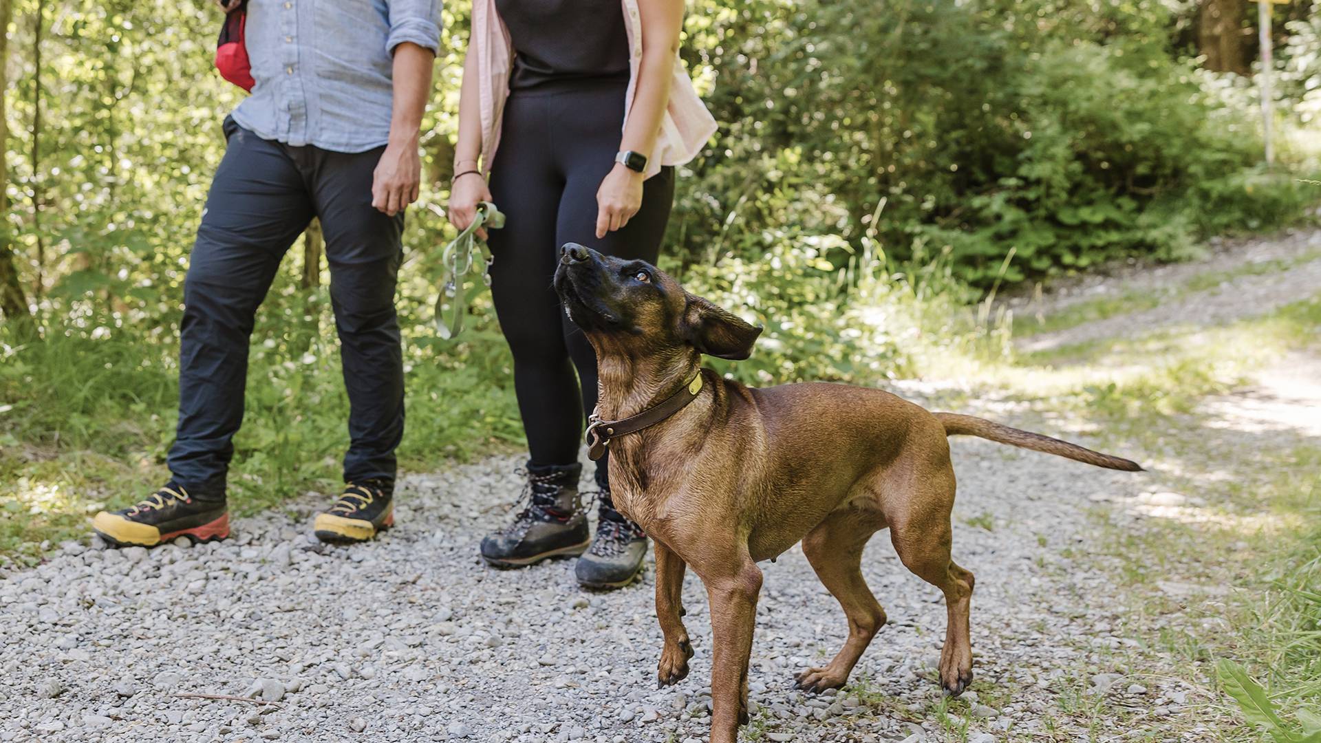 Hiking with your dog in Lechtal: Four paws, two legs and plenty of mountain nature - Lechquell Hotel Post