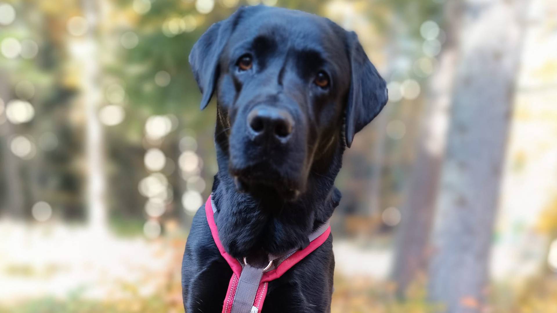 6 Rules for Dogs: for harmonious coexistence - Lechquell Hotel Post