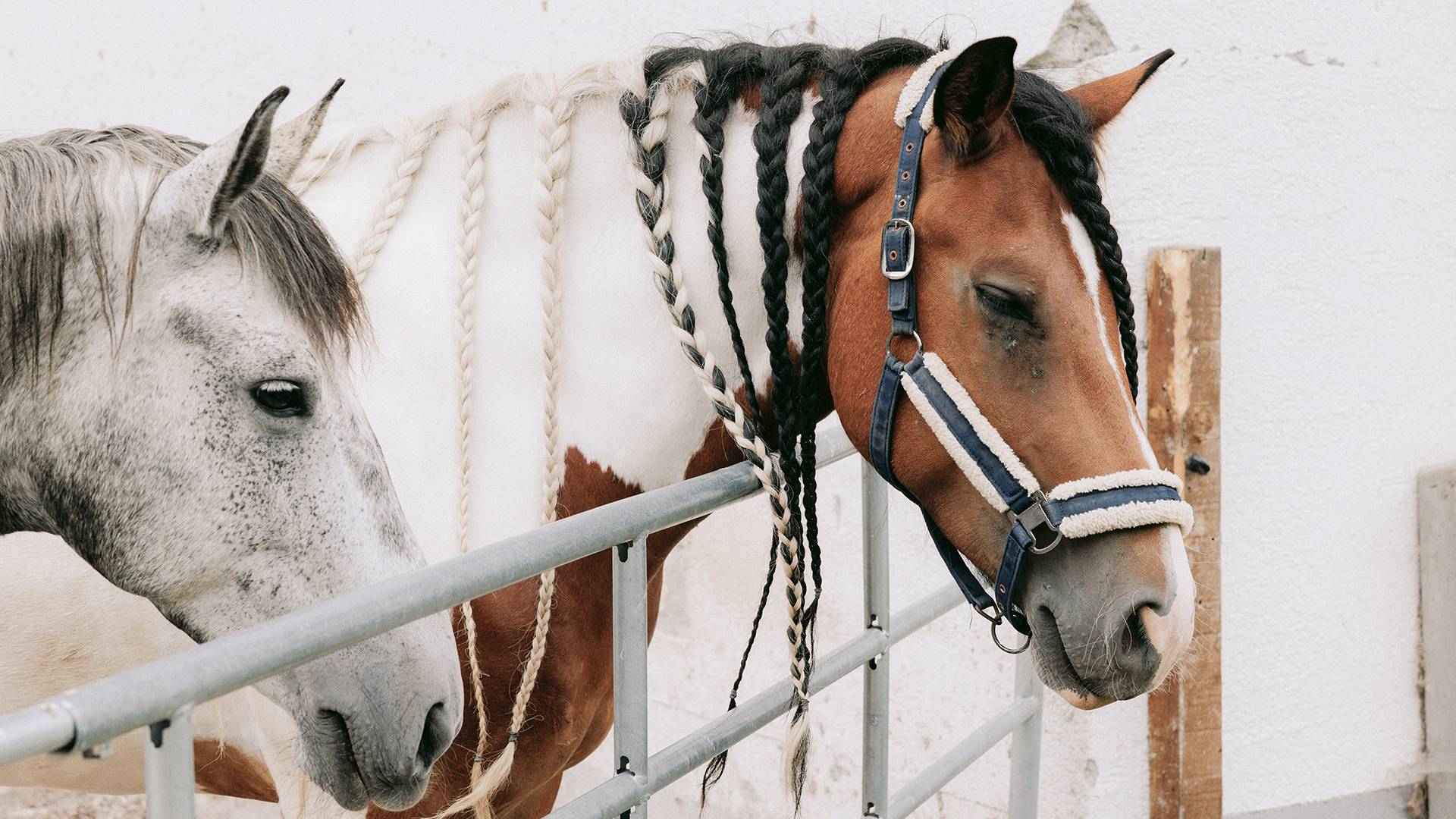 The horse-riding hotel in Lechtal: with its own horse farm - Lechquell Hotel Post