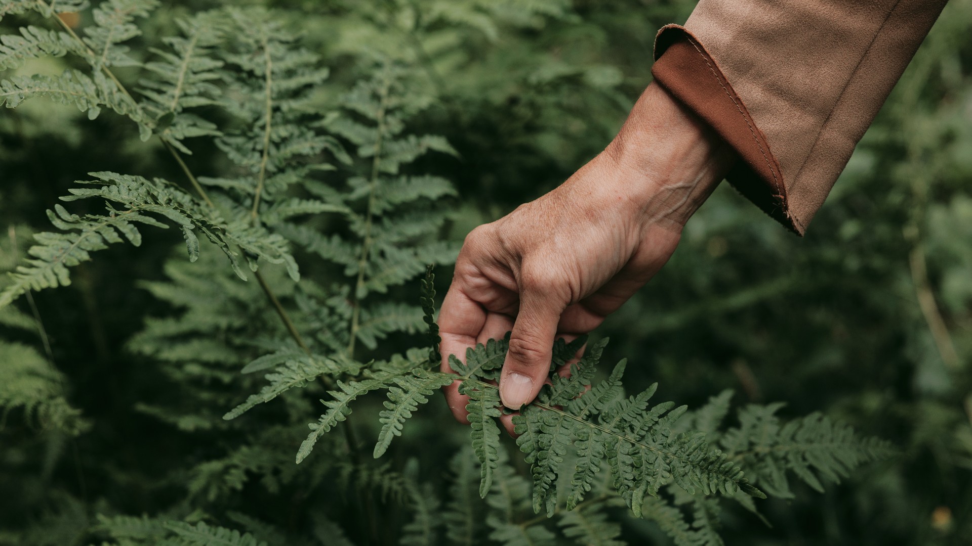 Symbolische afbeelding Hand reikt naar varenblad