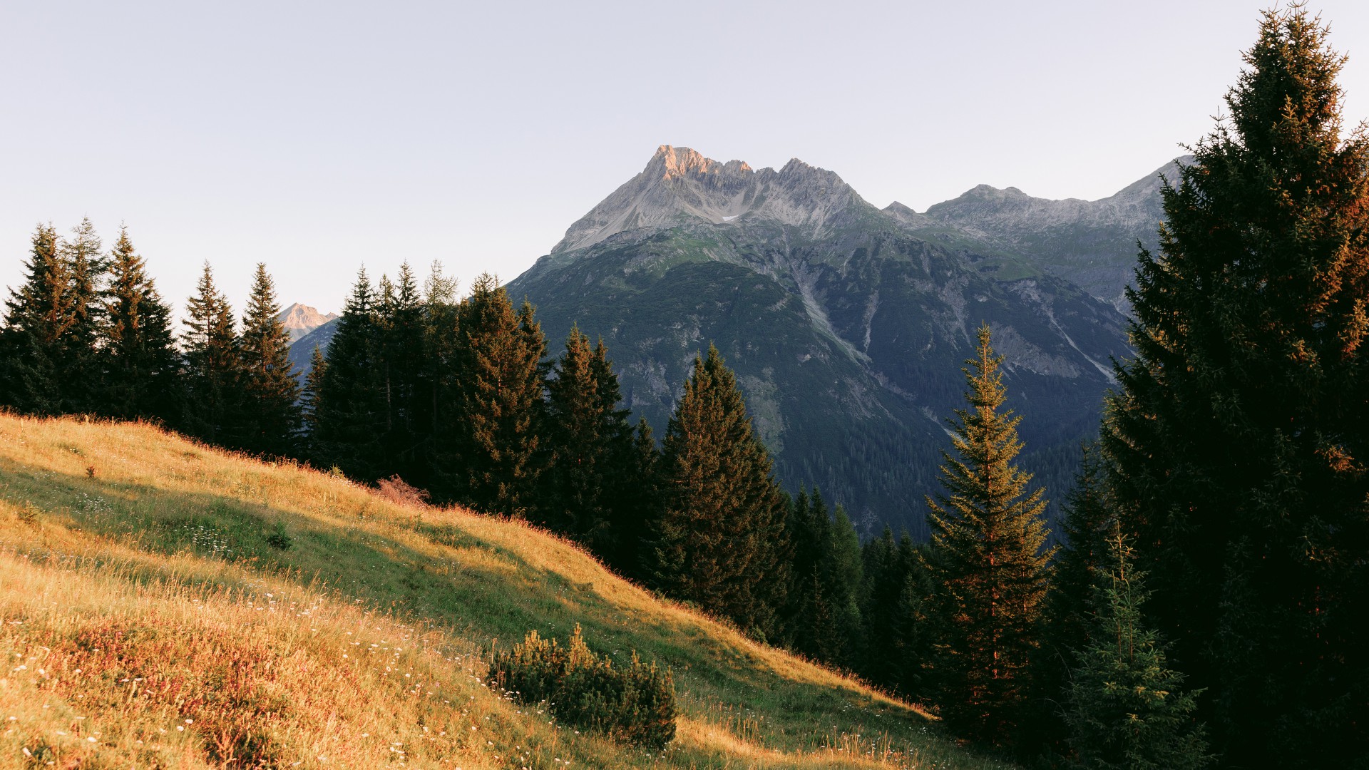 Autumnal mountain landscape with golden meadow and fir trees