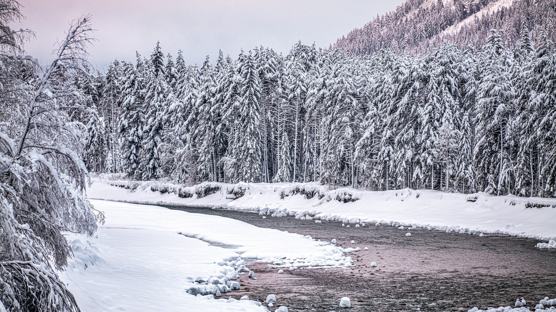Winter river landscape with snow-covered fir forest