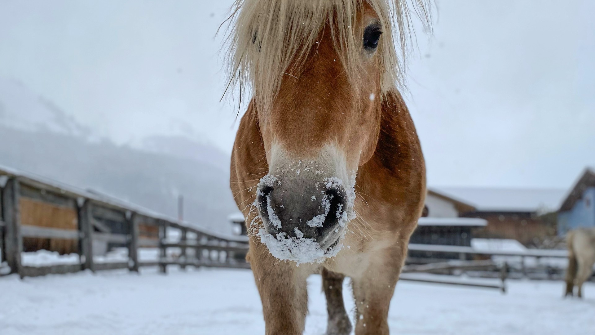 Pferd auf der Koppel im Winter